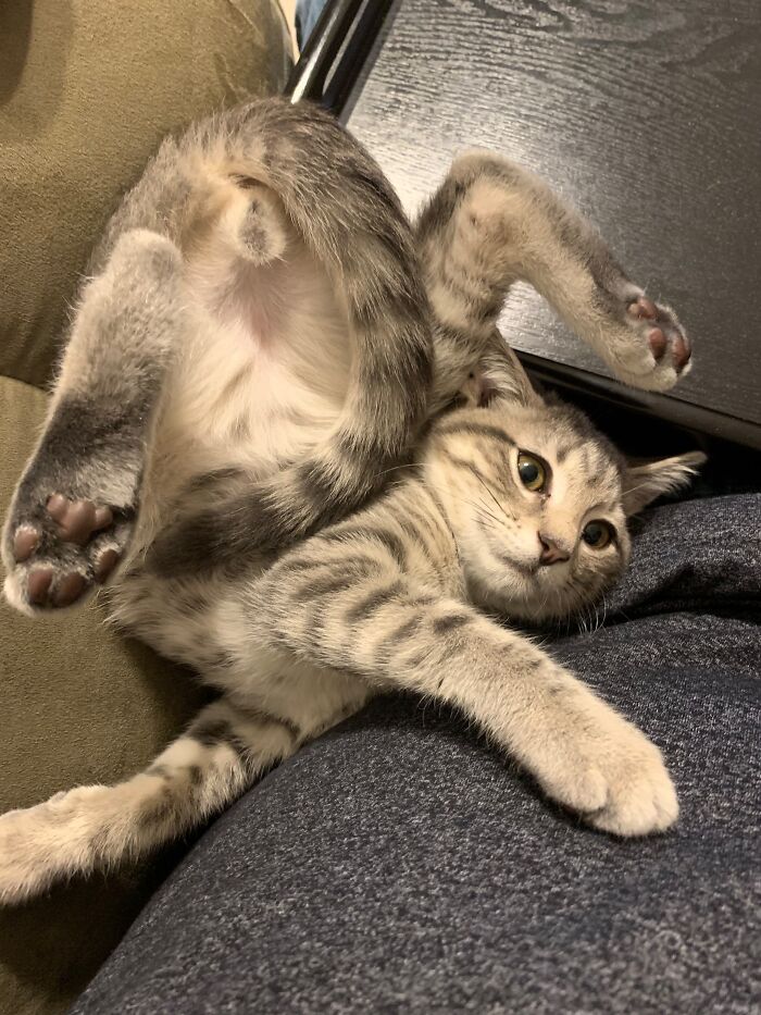 73 Cat Lovers Shared Their Pets&rsquo; Most Ridiculous Positions In This Viral Threads Thread