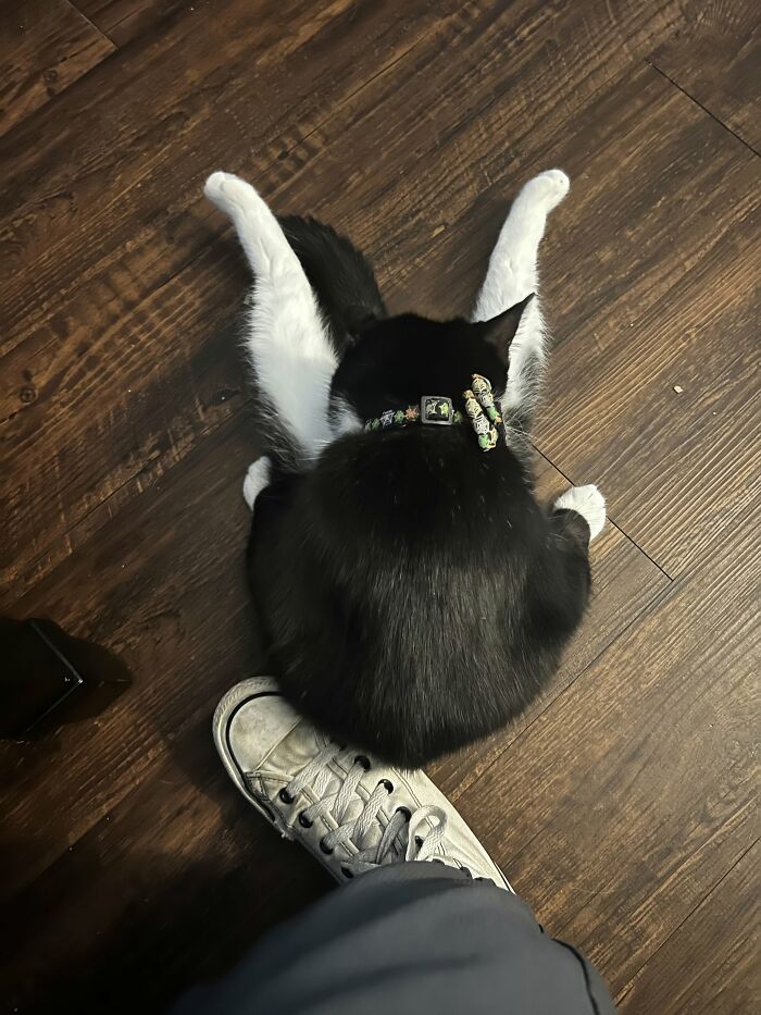 73 Cat Lovers Shared Their Pets&rsquo; Most Ridiculous Positions In This Viral Threads Thread