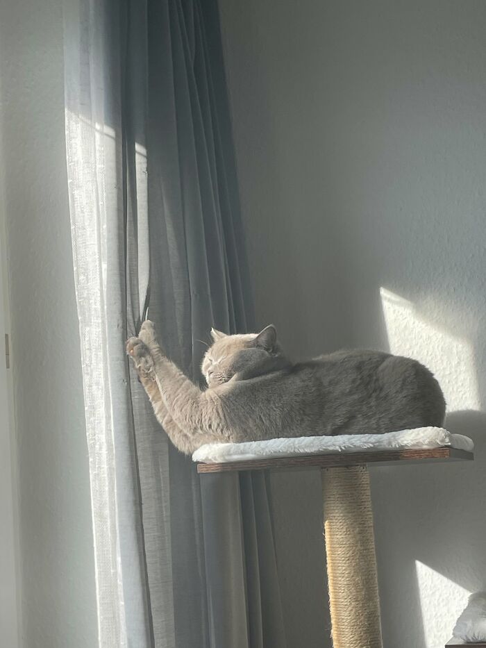 73 Cat Lovers Shared Their Pets&rsquo; Most Ridiculous Positions In This Viral Threads Thread