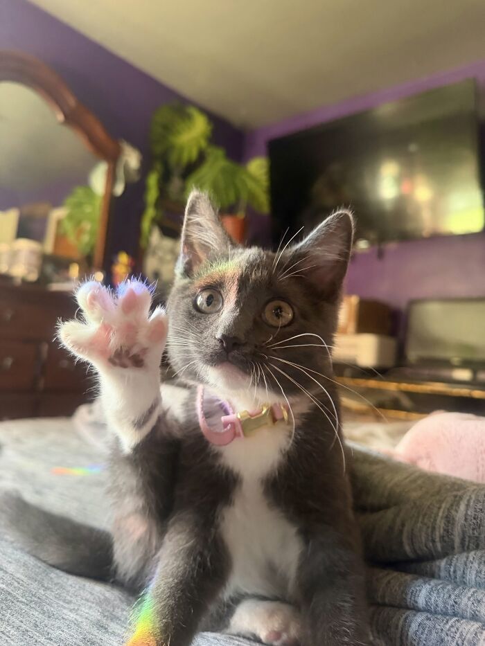 73 Cat Lovers Shared Their Pets&rsquo; Most Ridiculous Positions In This Viral Threads Thread