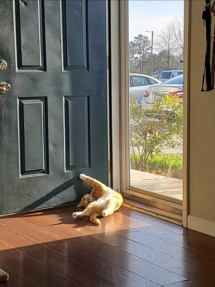 73 Cat Lovers Shared Their Pets&rsquo; Most Ridiculous Positions In This Viral Threads Thread
