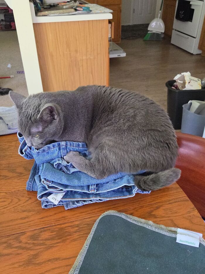 73 Cat Lovers Shared Their Pets&rsquo; Most Ridiculous Positions In This Viral Threads Thread