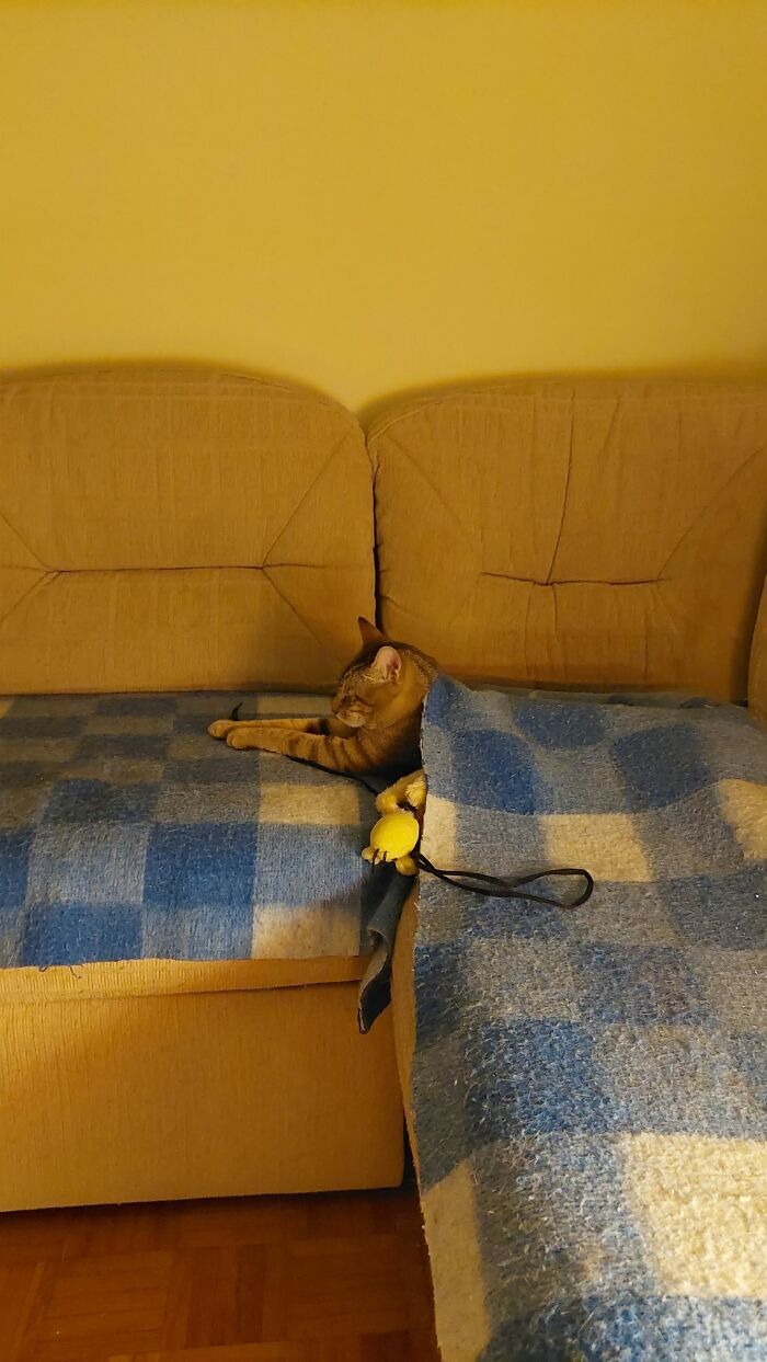 73 Cat Lovers Shared Their Pets&rsquo; Most Ridiculous Positions In This Viral Threads Thread