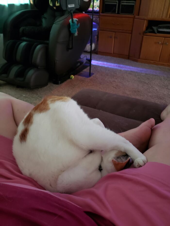 73 Cat Lovers Shared Their Pets&rsquo; Most Ridiculous Positions In This Viral Threads Thread