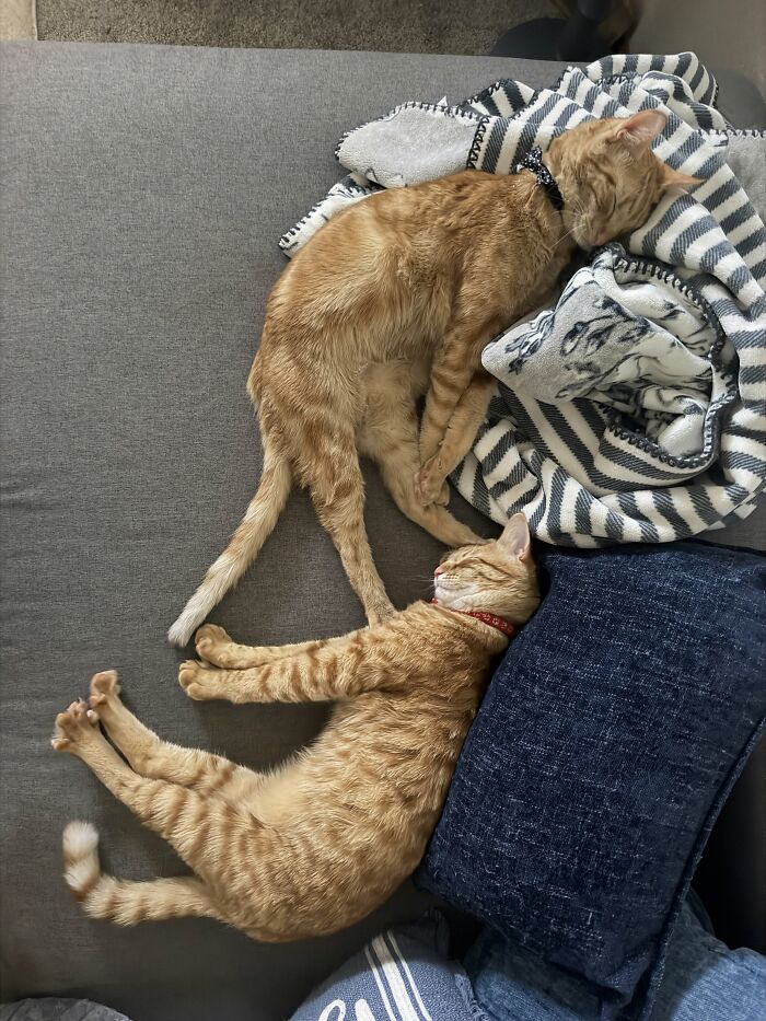 73 Cat Lovers Shared Their Pets&rsquo; Most Ridiculous Positions In This Viral Threads Thread