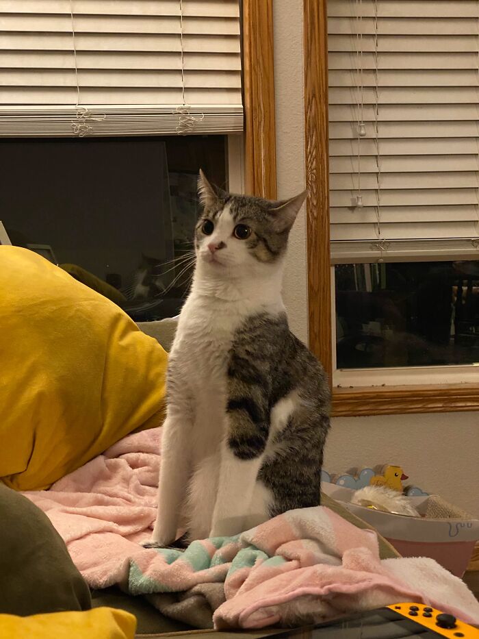 73 Cat Lovers Shared Their Pets&rsquo; Most Ridiculous Positions In This Viral Threads Thread