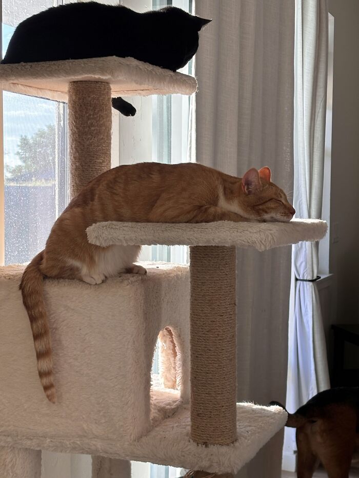 73 Cat Lovers Shared Their Pets&rsquo; Most Ridiculous Positions In This Viral Threads Thread