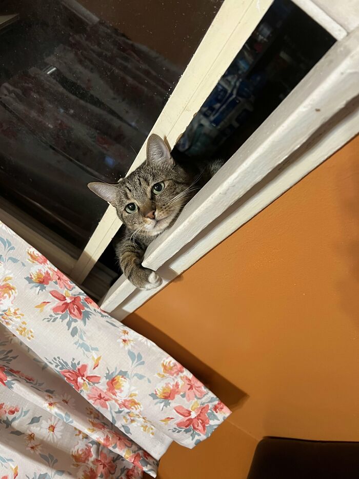 73 Cat Lovers Shared Their Pets&rsquo; Most Ridiculous Positions In This Viral Threads Thread