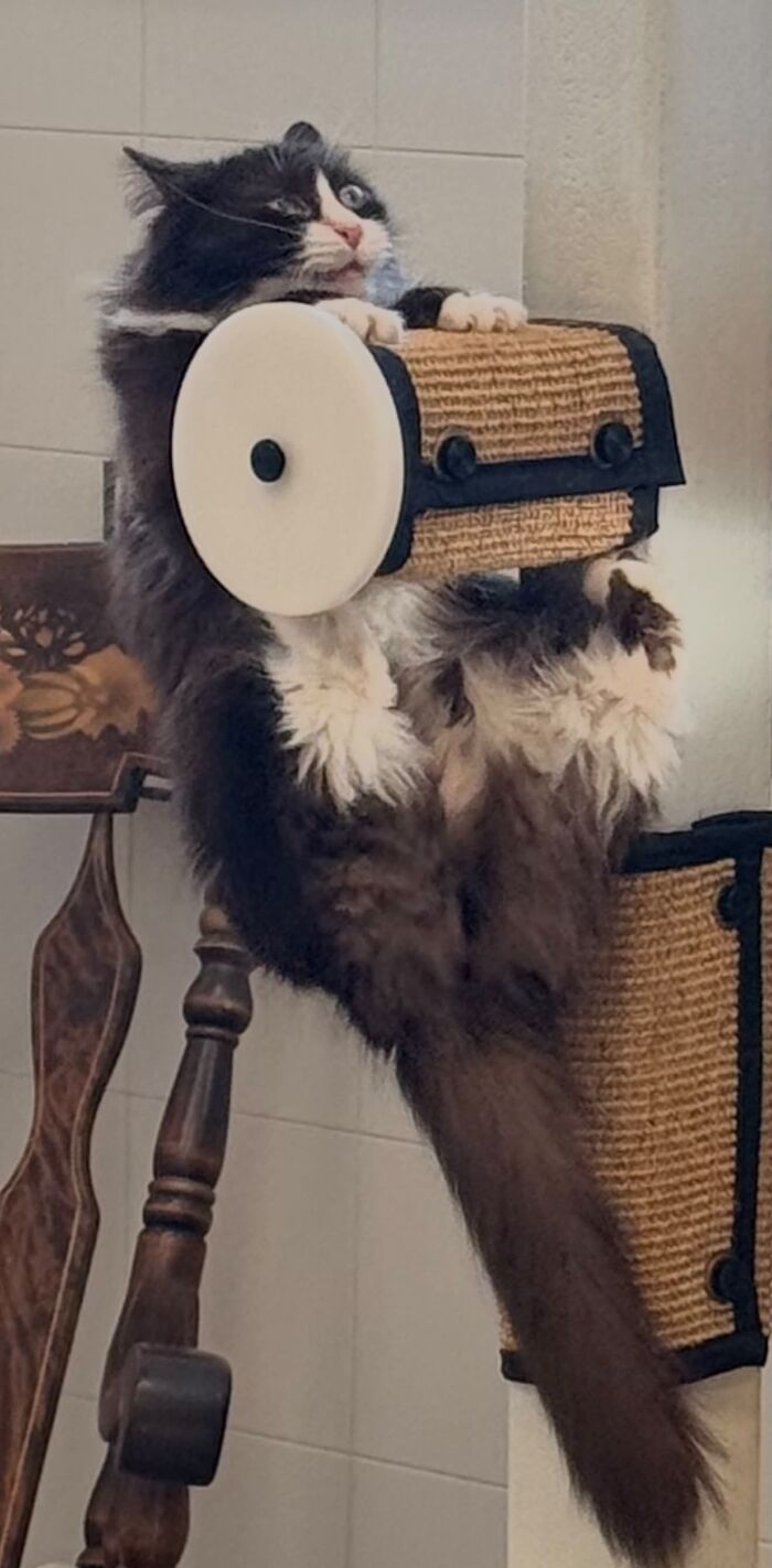 73 Cat Lovers Shared Their Pets&rsquo; Most Ridiculous Positions In This Viral Threads Thread