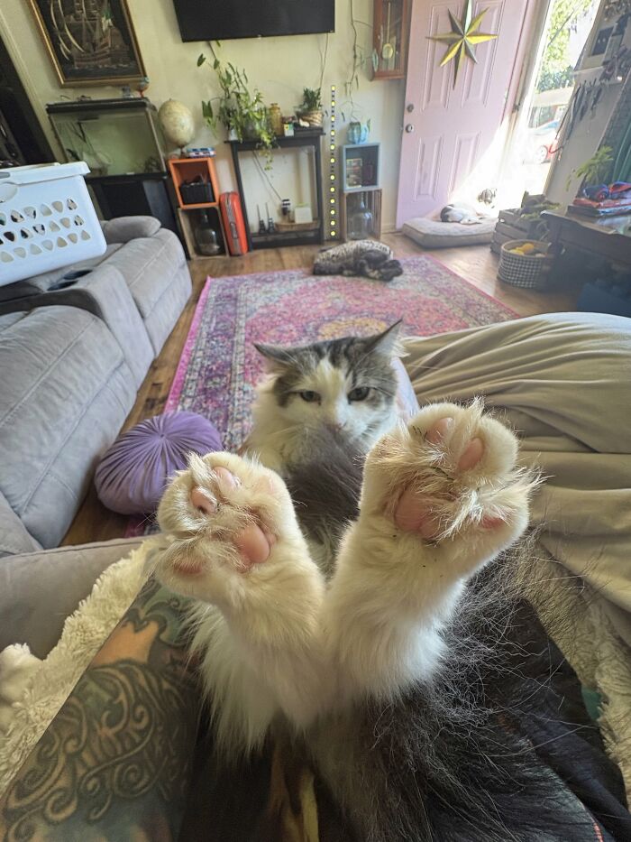 73 Cat Lovers Shared Their Pets&rsquo; Most Ridiculous Positions In This Viral Threads Thread