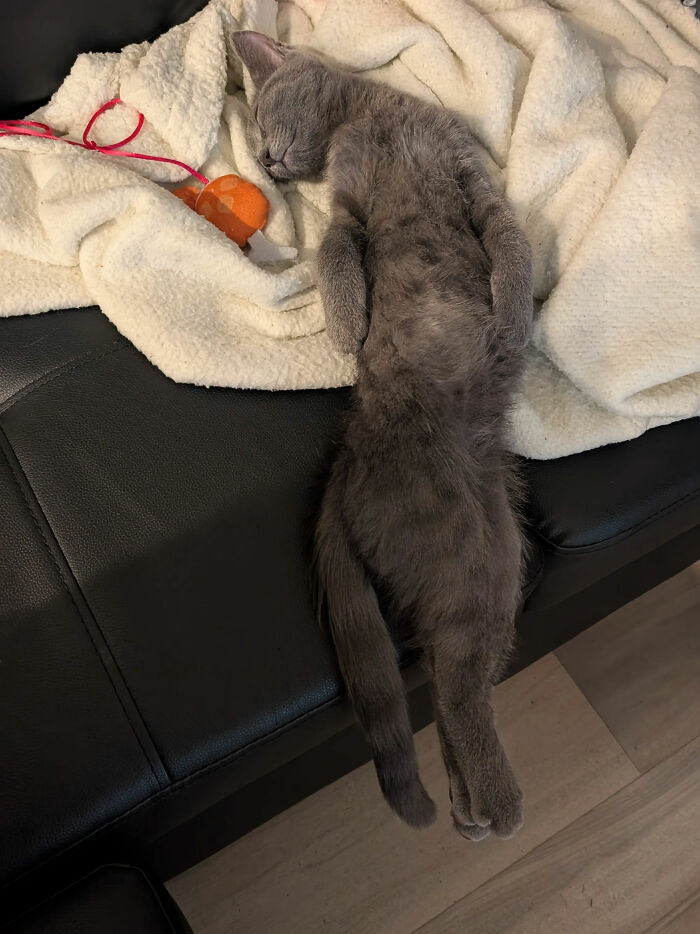 73 Cat Lovers Shared Their Pets&rsquo; Most Ridiculous Positions In This Viral Threads Thread