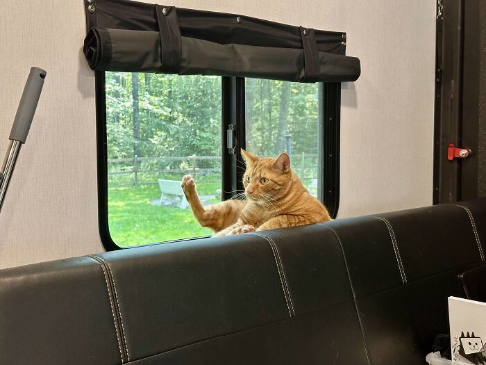 73 Cat Lovers Shared Their Pets&rsquo; Most Ridiculous Positions In This Viral Threads Thread