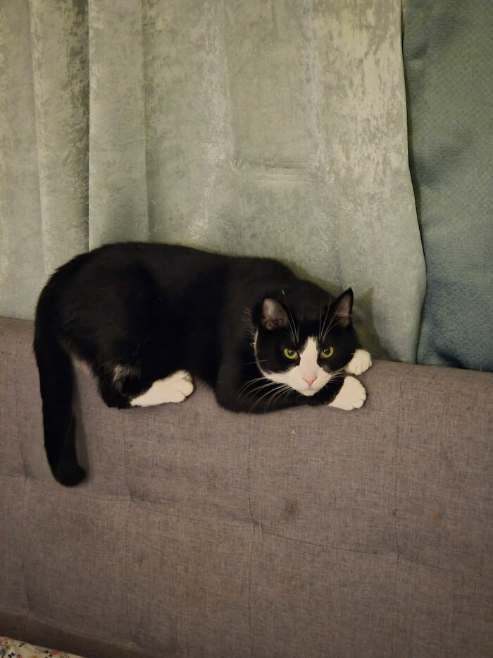 73 Cat Lovers Shared Their Pets&rsquo; Most Ridiculous Positions In This Viral Threads Thread