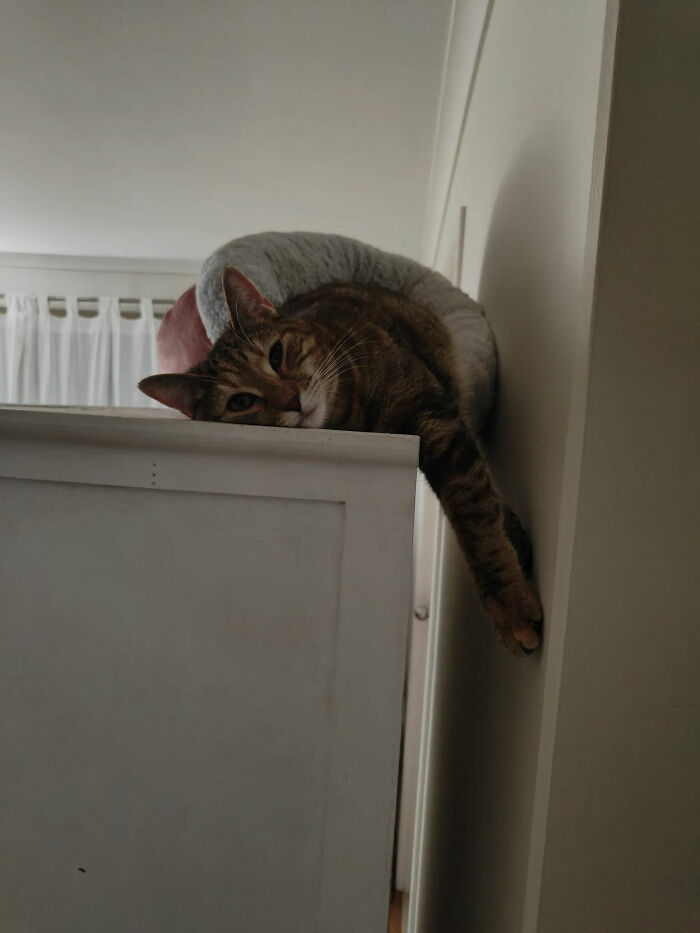 73 Cat Lovers Shared Their Pets&rsquo; Most Ridiculous Positions In This Viral Threads Thread