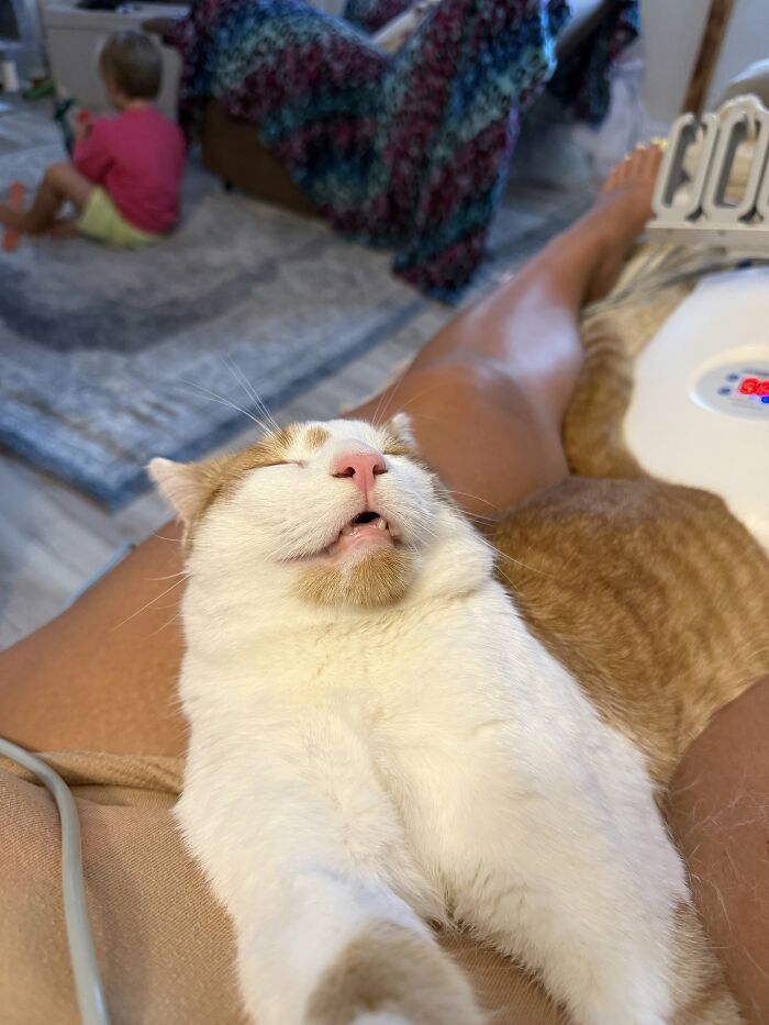 73 Cat Lovers Shared Their Pets&rsquo; Most Ridiculous Positions In This Viral Threads Thread