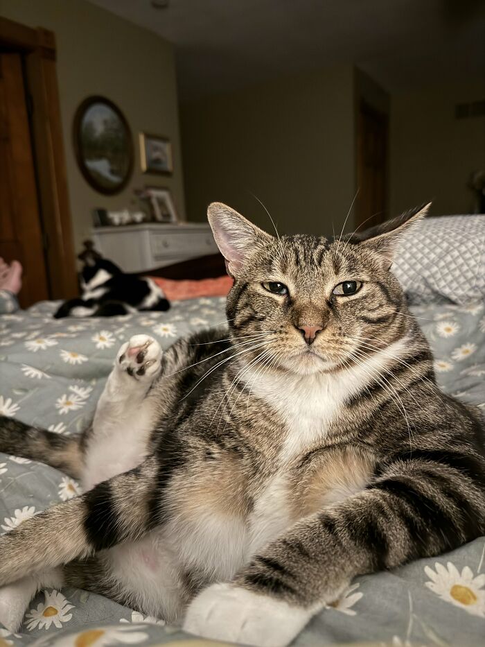73 Cat Lovers Shared Their Pets&rsquo; Most Ridiculous Positions In This Viral Threads Thread