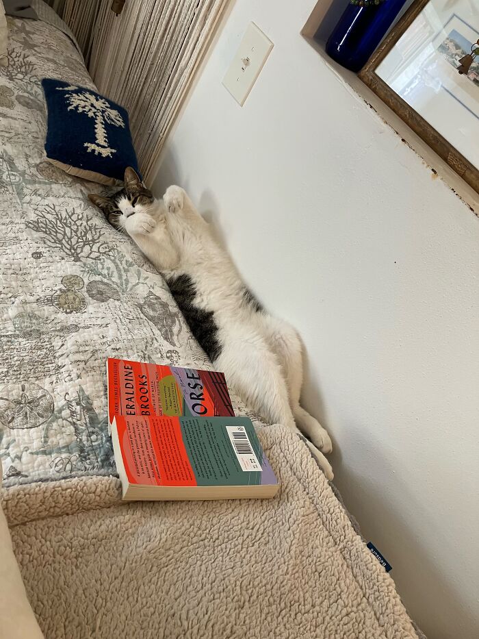 73 Cat Lovers Shared Their Pets&rsquo; Most Ridiculous Positions In This Viral Threads Thread