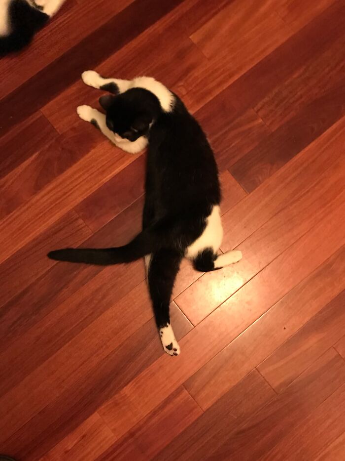 73 Cat Lovers Shared Their Pets&rsquo; Most Ridiculous Positions In This Viral Threads Thread