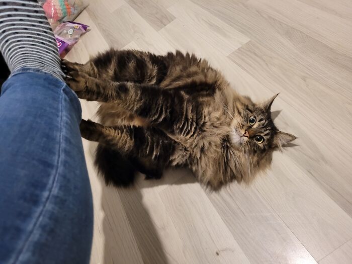 73 Cat Lovers Shared Their Pets&rsquo; Most Ridiculous Positions In This Viral Threads Thread
