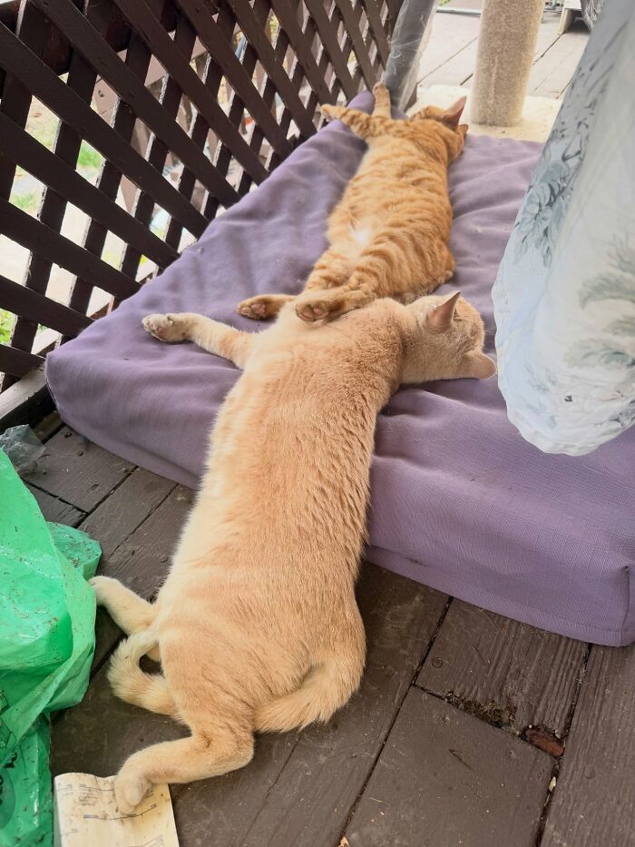 73 Cat Lovers Shared Their Pets&rsquo; Most Ridiculous Positions In This Viral Threads Thread