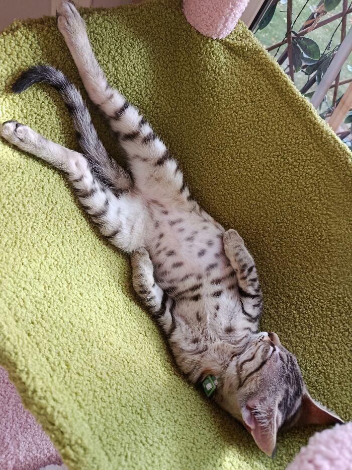 73 Cat Lovers Shared Their Pets&rsquo; Most Ridiculous Positions In This Viral Threads Thread