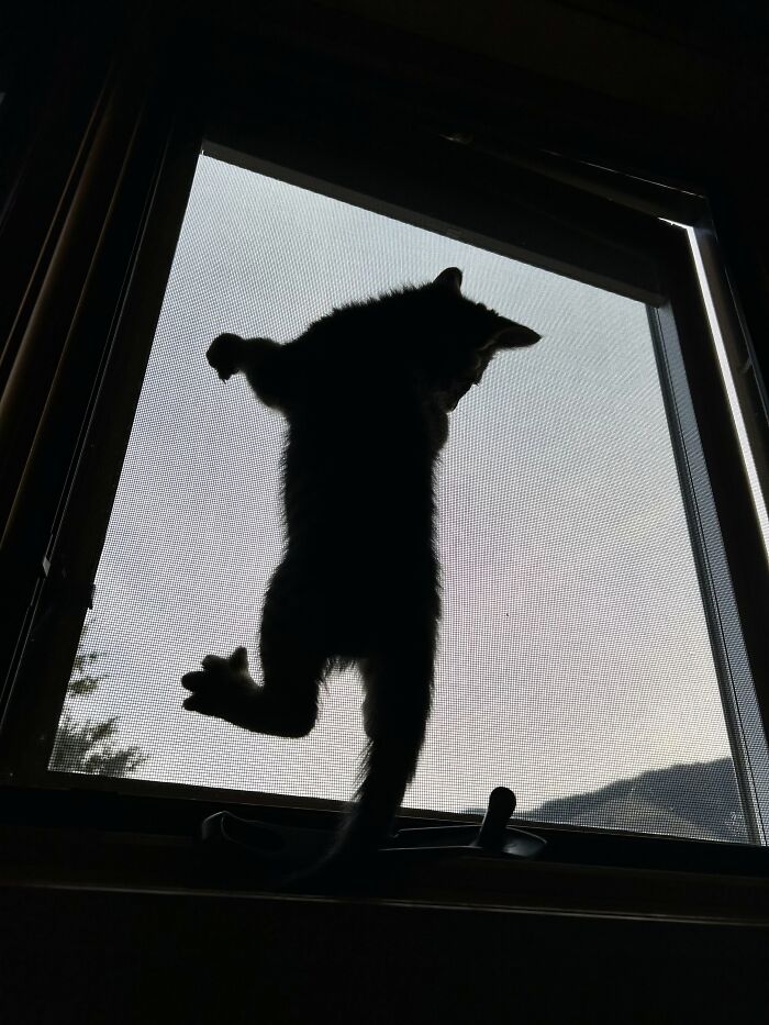 73 Cat Lovers Shared Their Pets&rsquo; Most Ridiculous Positions In This Viral Threads Thread
