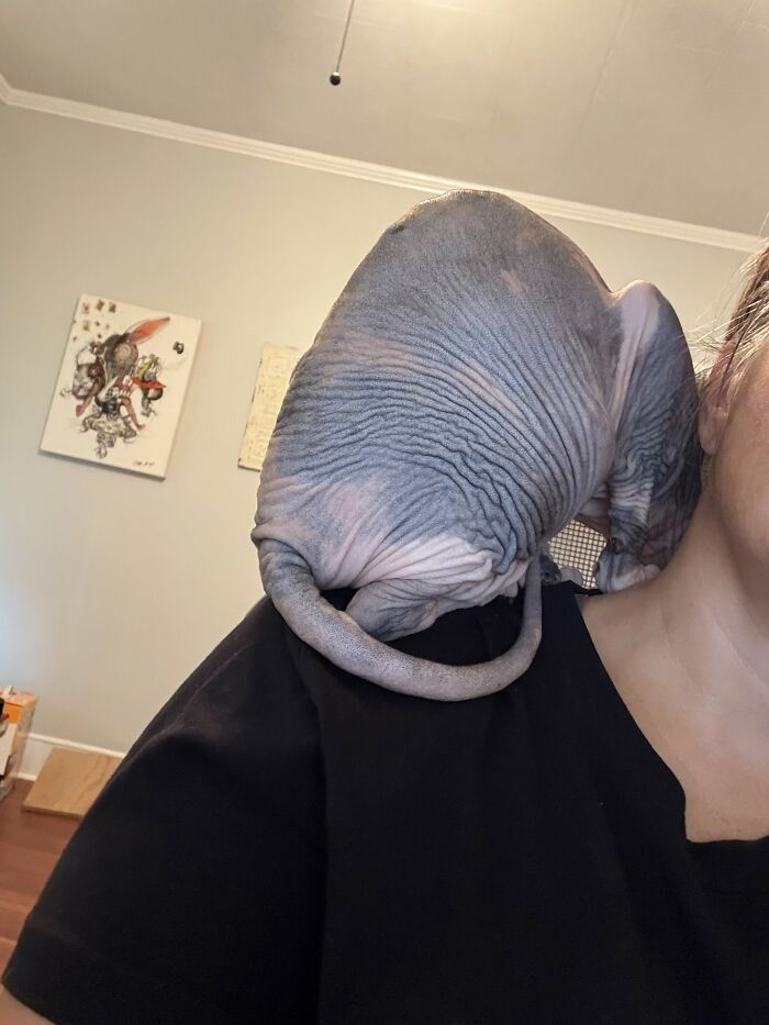 73 Cat Lovers Shared Their Pets&rsquo; Most Ridiculous Positions In This Viral Threads Thread