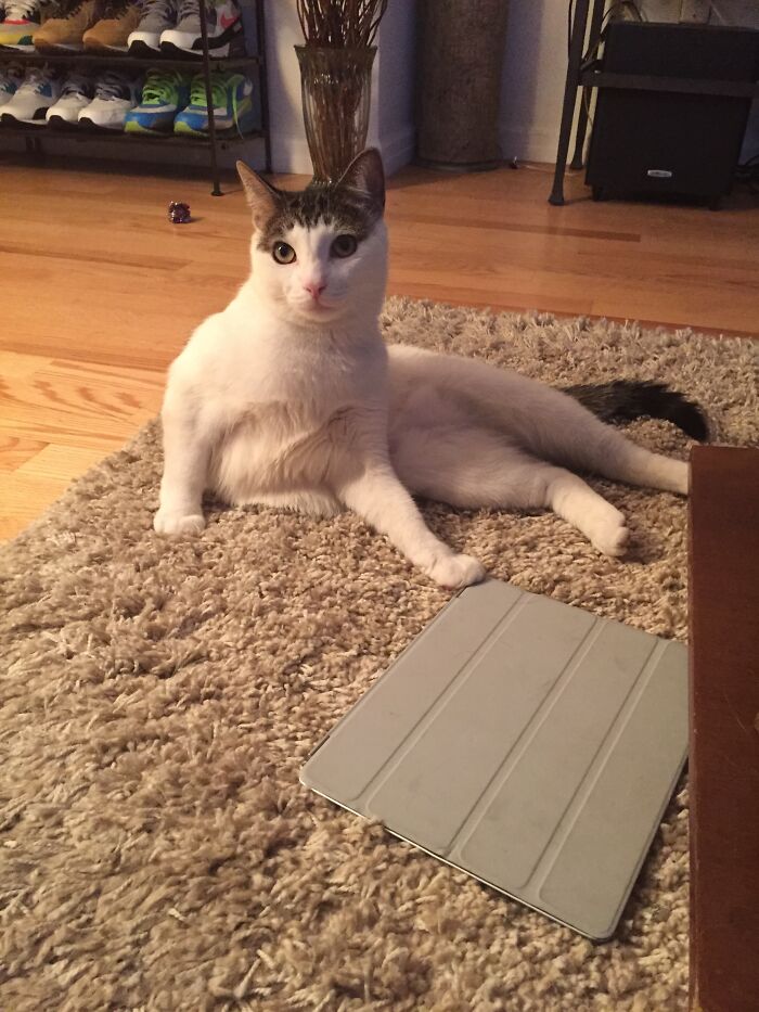 73 Cat Lovers Shared Their Pets&rsquo; Most Ridiculous Positions In This Viral Threads Thread
