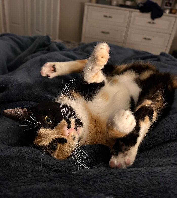 73 Cat Lovers Shared Their Pets&rsquo; Most Ridiculous Positions In This Viral Threads Thread