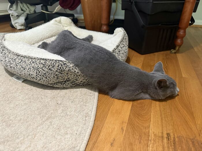 73 Cat Lovers Shared Their Pets&rsquo; Most Ridiculous Positions In This Viral Threads Thread