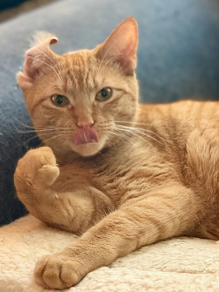 73 Cat Lovers Shared Their Pets&rsquo; Most Ridiculous Positions In This Viral Threads Thread
