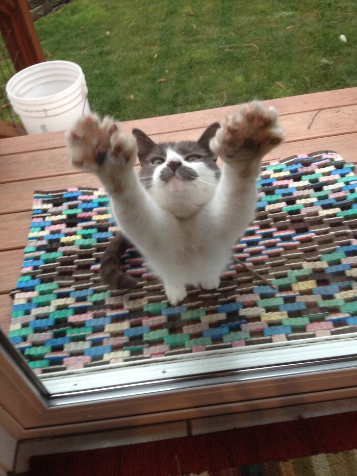 73 Cat Lovers Shared Their Pets&rsquo; Most Ridiculous Positions In This Viral Threads Thread