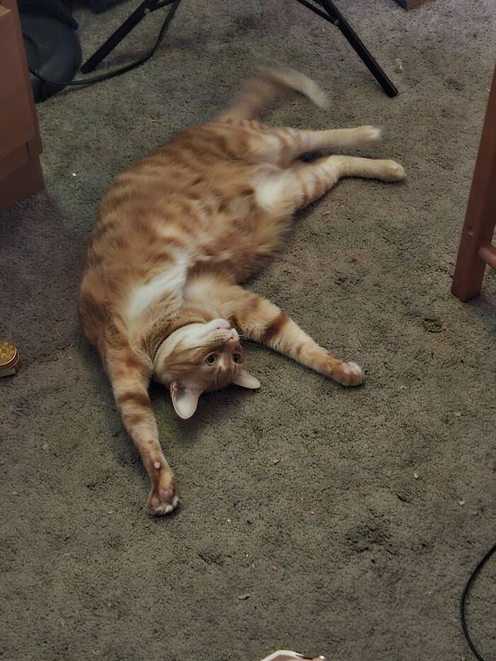 73 Cat Lovers Shared Their Pets&rsquo; Most Ridiculous Positions In This Viral Threads Thread