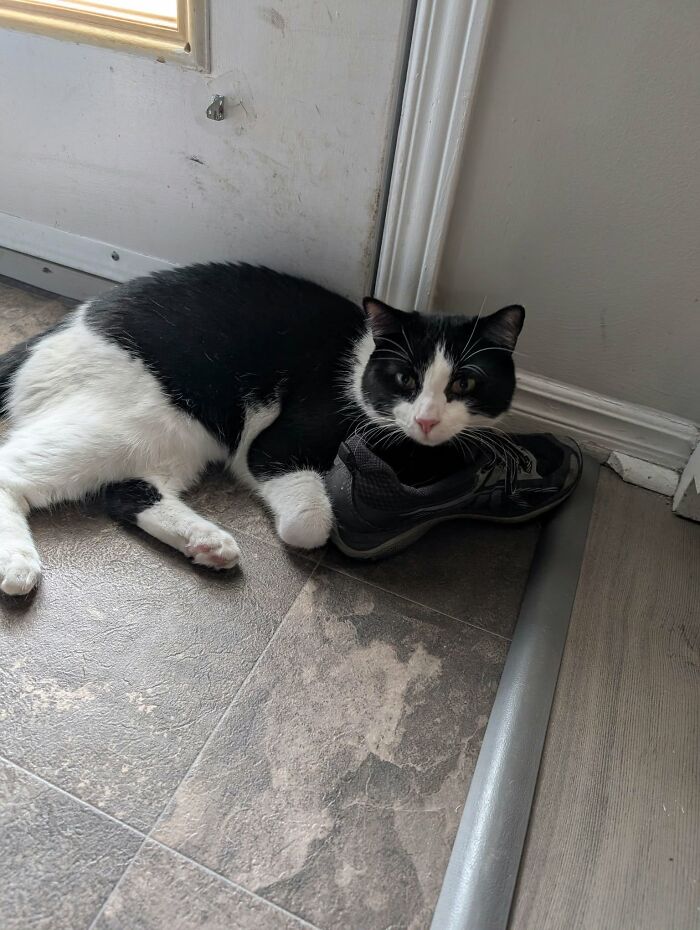 73 Cat Lovers Shared Their Pets&rsquo; Most Ridiculous Positions In This Viral Threads Thread