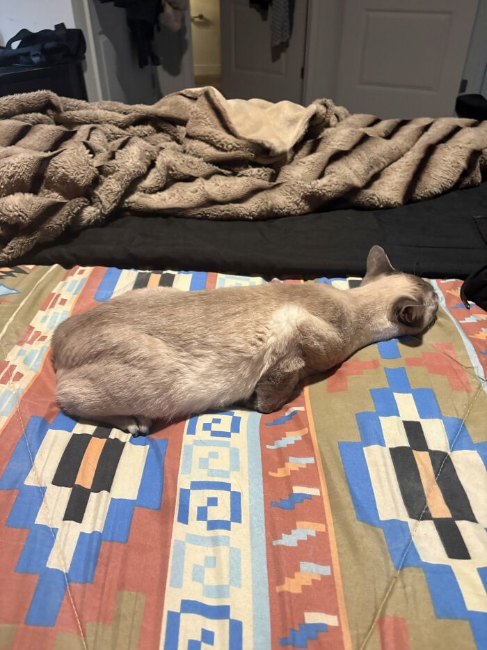 73 Cat Lovers Shared Their Pets&rsquo; Most Ridiculous Positions In This Viral Threads Thread