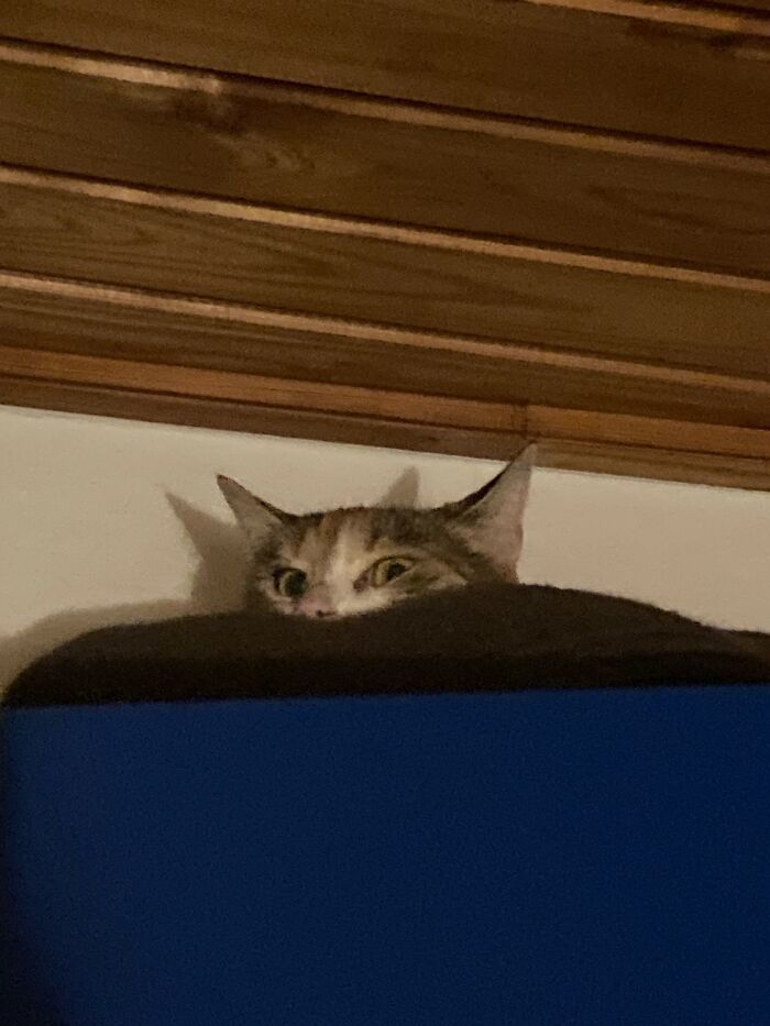 73 Cat Lovers Shared Their Pets&rsquo; Most Ridiculous Positions In This Viral Threads Thread