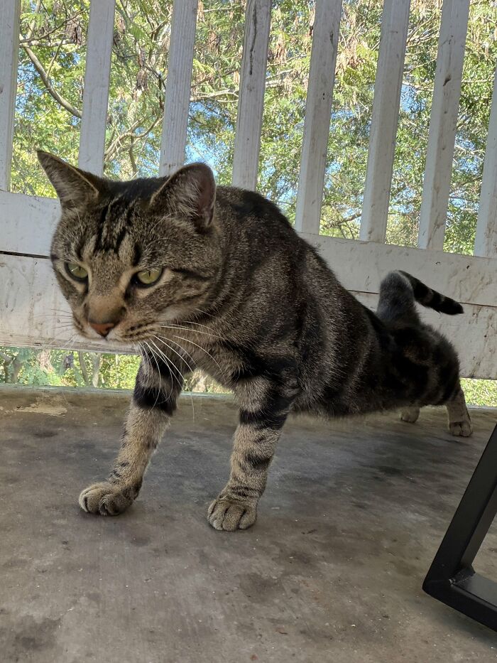 73 Cat Lovers Shared Their Pets&rsquo; Most Ridiculous Positions In This Viral Threads Thread