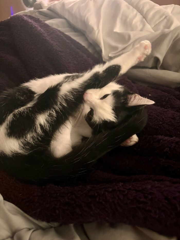 73 Cat Lovers Shared Their Pets&rsquo; Most Ridiculous Positions In This Viral Threads Thread