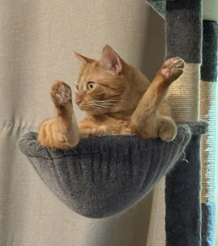 73 Cat Lovers Shared Their Pets&rsquo; Most Ridiculous Positions In This Viral Threads Thread