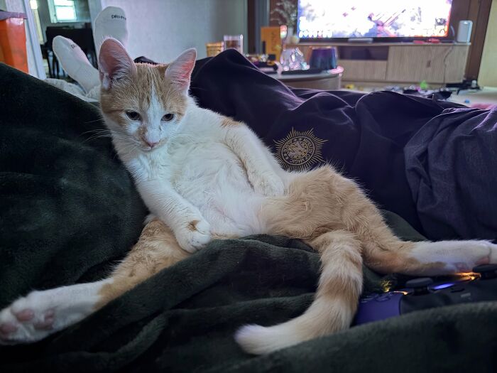 73 Cat Lovers Shared Their Pets&rsquo; Most Ridiculous Positions In This Viral Threads Thread
