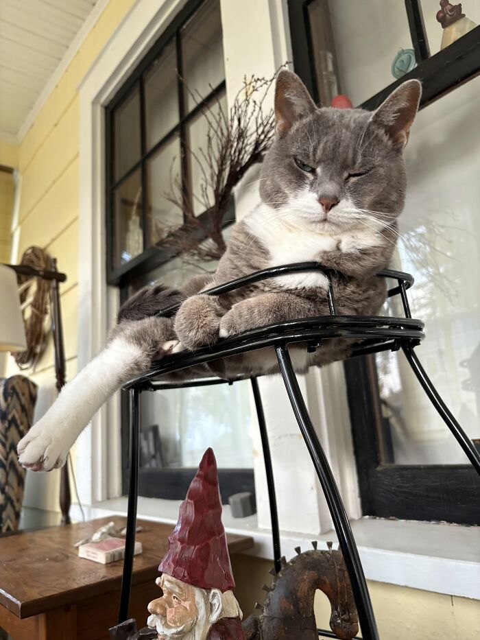 73 Cat Lovers Shared Their Pets&rsquo; Most Ridiculous Positions In This Viral Threads Thread
