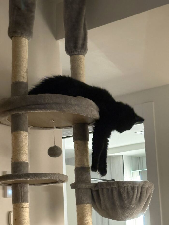 73 Cat Lovers Shared Their Pets&rsquo; Most Ridiculous Positions In This Viral Threads Thread