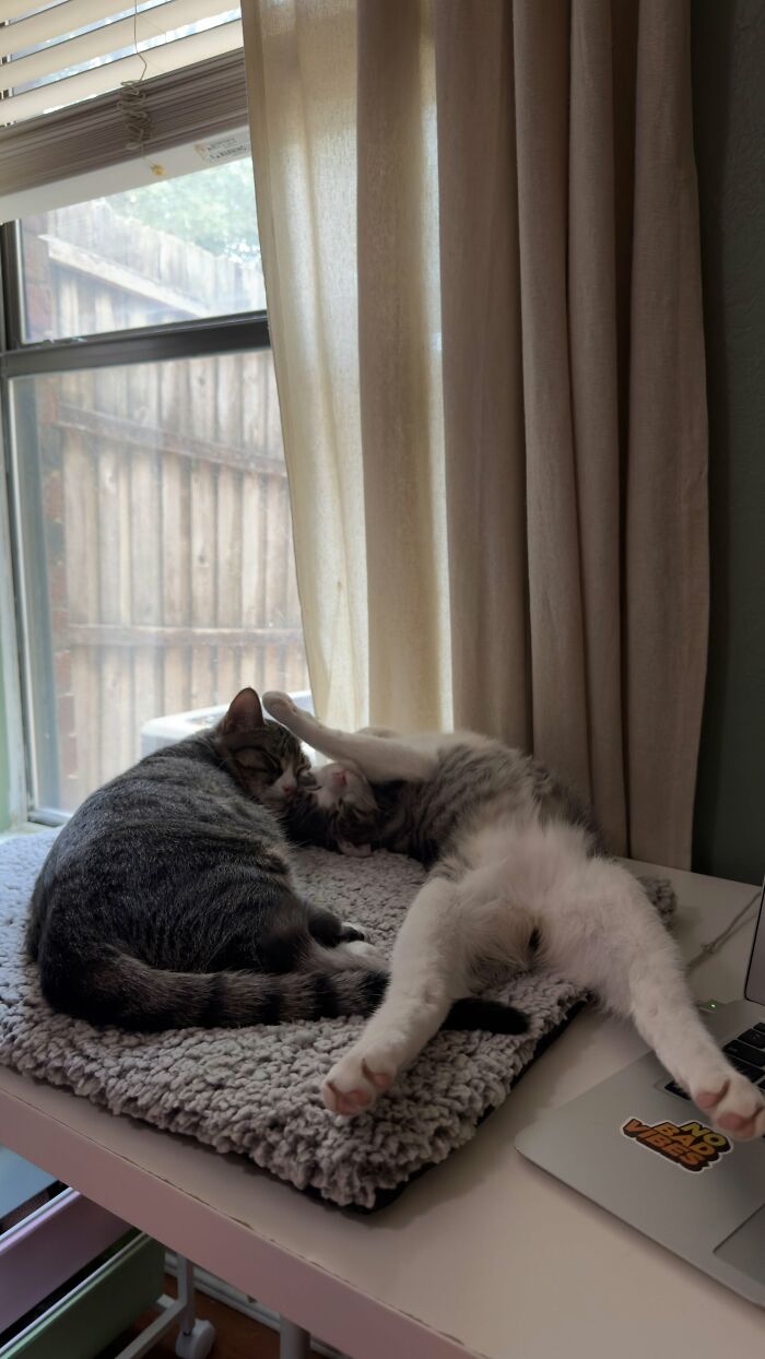 73 Cat Lovers Shared Their Pets&rsquo; Most Ridiculous Positions In This Viral Threads Thread