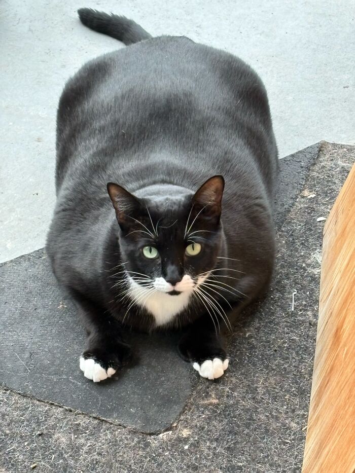 73 Cat Lovers Shared Their Pets&rsquo; Most Ridiculous Positions In This Viral Threads Thread
