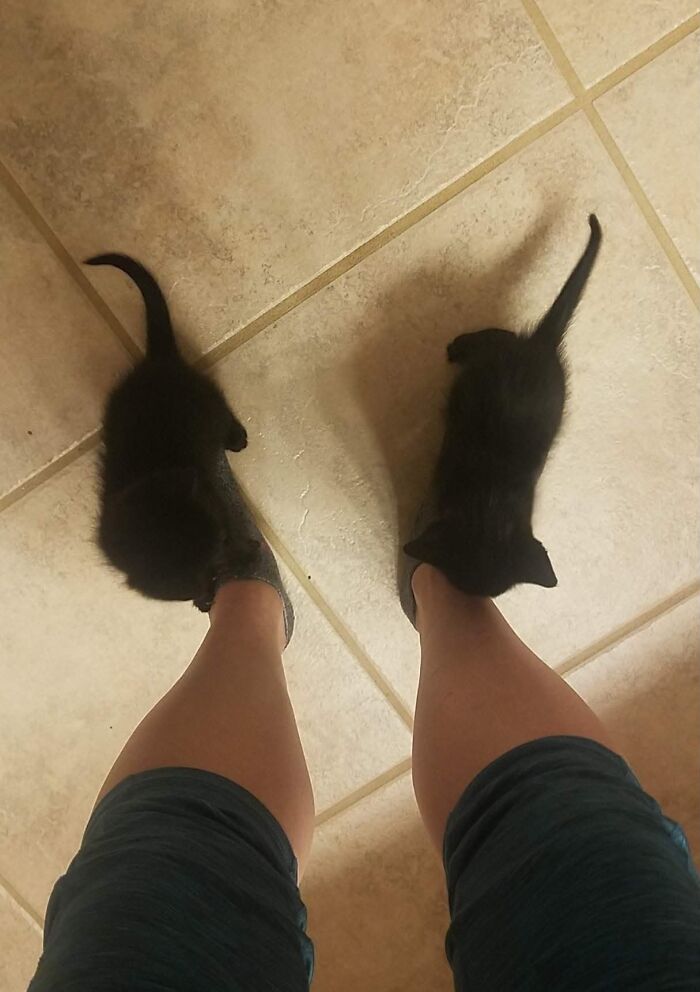 73 Cat Lovers Shared Their Pets&rsquo; Most Ridiculous Positions In This Viral Threads Thread