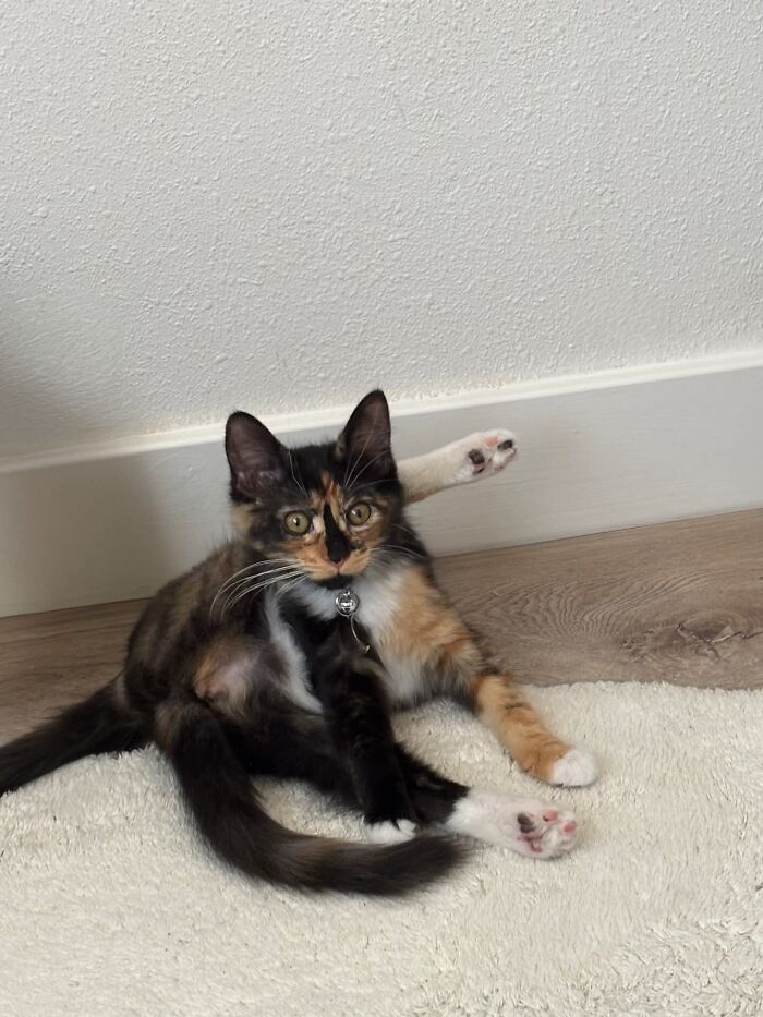 73 Cat Lovers Shared Their Pets&rsquo; Most Ridiculous Positions In This Viral Threads Thread