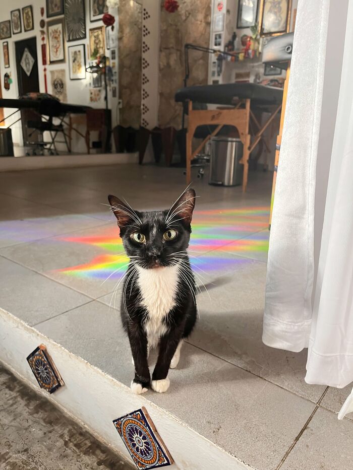 73 Cat Lovers Shared Their Pets&rsquo; Most Ridiculous Positions In This Viral Threads Thread