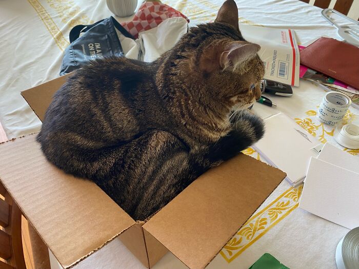 73 Cat Lovers Shared Their Pets&rsquo; Most Ridiculous Positions In This Viral Threads Thread