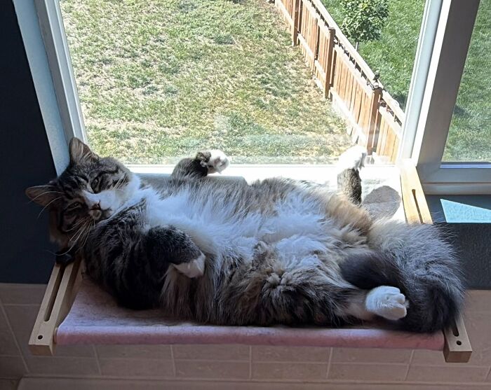 73 Cat Lovers Shared Their Pets&rsquo; Most Ridiculous Positions In This Viral Threads Thread