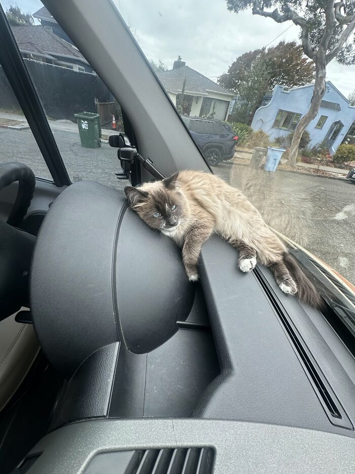 73 Cat Lovers Shared Their Pets&rsquo; Most Ridiculous Positions In This Viral Threads Thread